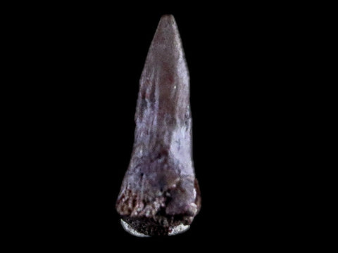 0.4" Trimerorhachis Claw Fossil Permian Age Reptile Waurika Oklahoma COA, Display - Fossil Age Minerals