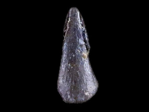 0.3" Trimerorhachis Claw Fossil Permian Age Reptile Waurika Oklahoma COA, Display - Fossil Age Minerals
