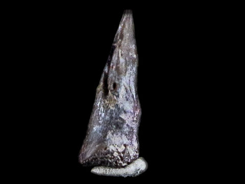 0.3" Trimerorhachis Claw Fossil Permian Age Reptile Waurika Oklahoma COA, Display - Fossil Age Minerals