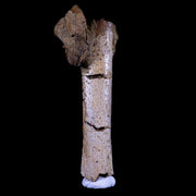 4" Pachycephalosaurus Fossil Rib Bone Cretaceous Dinosaur Lance Creek WY COA