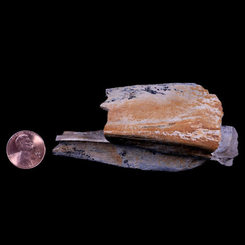 2.6" Rare Nanotyrannus Tyrannosaurus Fossil Limb Bone Dinosaur Lance Creek FM WY - Fossil Age Minerals