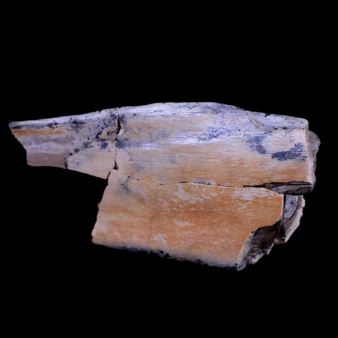 2.6" Rare Nanotyrannus Tyrannosaurus Fossil Limb Bone Dinosaur Lance Creek FM WY - Fossil Age Minerals