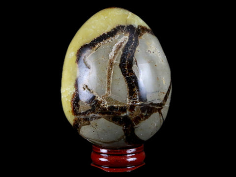 58MM Septarian Dragon Stone Vug Egg Mineral Healing Specimen Madagascar Stand - Fossil Age Minerals