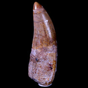 2.5" Carcharodontosaurus Fossil Tooth Cretaceous Theropod Dinosaur COA, Stand