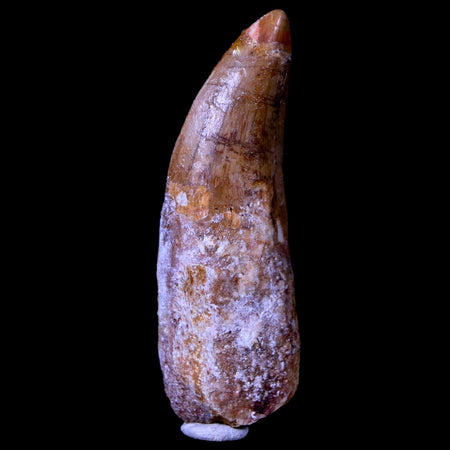 2.5" Carcharodontosaurus Fossil Tooth Cretaceous Theropod Dinosaur COA, Stand
