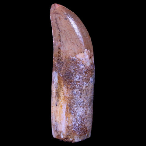 2.7" Carcharodontosaurus Fossil Tooth Cretaceous Theropod Dinosaur COA, Stand - Fossil Age Minerals