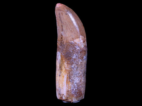 2.7" Carcharodontosaurus Fossil Tooth Cretaceous Theropod Dinosaur COA, Stand - Fossil Age Minerals