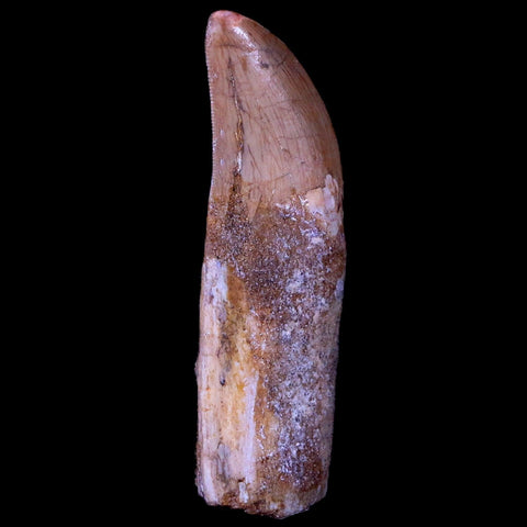 2.7" Carcharodontosaurus Fossil Tooth Cretaceous Theropod Dinosaur COA, Stand - Fossil Age Minerals