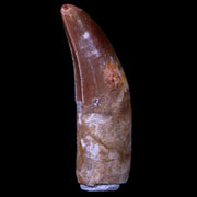 2.6" Carcharodontosaurus Fossil Tooth Cretaceous Theropod Dinosaur COA, Stand