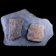 11.3" Ichthyosaurus Fossil Bone Slab Dorset England Jurassic Marine Reptile COA Stand