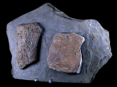 11.3" Ichthyosaurus Fossil Bone Slab Dorset England Jurassic Marine Reptile COA Stand - Fossil Age Minerals