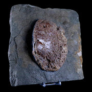 7.2" Ichthyosaurus Fossil Bone Slab Dorset England Jurassic Marine Reptile COA Stand