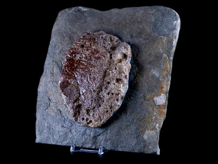 7.2" Ichthyosaurus Fossil Bone Slab Dorset England Jurassic Marine Reptile COA Stand