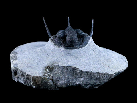 1.1" Cyphaspis Otarion Spiny Trilobite Fossil Devonian Age Glass Display COA - Fossil Age Minerals