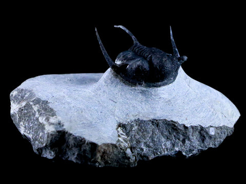 1.1" Cyphaspis Otarion Spiny Trilobite Fossil Devonian Age Glass Display COA - Fossil Age Minerals