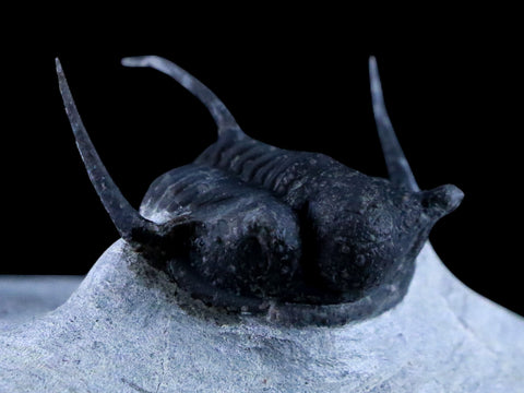 1.1" Cyphaspis Otarion Spiny Trilobite Fossil Devonian Age Glass Display COA - Fossil Age Minerals