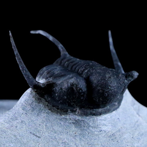 1.1" Cyphaspis Otarion Spiny Trilobite Fossil Devonian Age Glass Display COA - Fossil Age Minerals