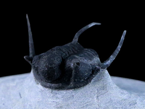 1.1" Cyphaspis Otarion Spiny Trilobite Fossil Devonian Age Glass Display COA - Fossil Age Minerals