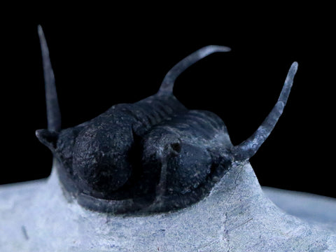 1.1" Cyphaspis Otarion Spiny Trilobite Fossil Devonian Age Glass Display COA - Fossil Age Minerals