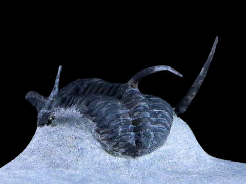 1.1" Cyphaspis Otarion Spiny Trilobite Fossil Devonian Age Glass Display COA - Fossil Age Minerals