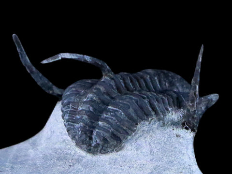 1.1" Cyphaspis Otarion Spiny Trilobite Fossil Devonian Age Glass Display COA - Fossil Age Minerals