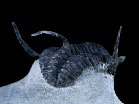 1.1" Cyphaspis Otarion Spiny Trilobite Fossil Devonian Age Glass Display COA - Fossil Age Minerals