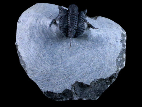 1.1" Cyphaspis Otarion Spiny Trilobite Fossil Devonian Age Glass Display COA - Fossil Age Minerals