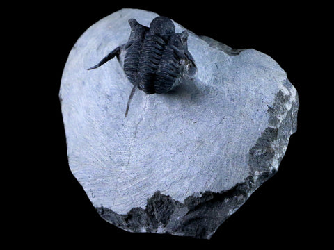 1.1" Cyphaspis Otarion Spiny Trilobite Fossil Devonian Age Glass Display COA - Fossil Age Minerals
