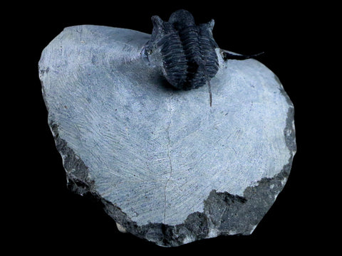 1.1" Cyphaspis Otarion Spiny Trilobite Fossil Devonian Age Glass Display COA - Fossil Age Minerals