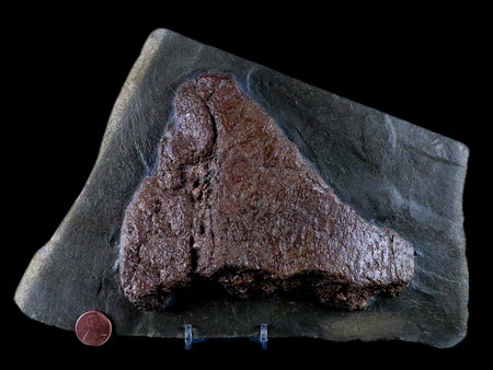 9.5" Ichthyosaurus Fossil Bone Slab Dorset England Jurassic Marine Reptile COA Stand