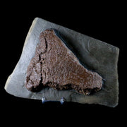 9.5" Ichthyosaurus Fossil Bone Slab Dorset England Jurassic Marine Reptile COA Stand