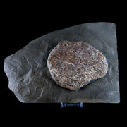 9.2" Ichthyosaurus Fossil Bone Slab Dorset England Jurassic Marine Reptile COA Stand