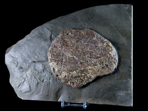 9.2" Ichthyosaurus Fossil Bone Slab Dorset England Jurassic Marine Reptile COA Stand - Fossil Age Minerals