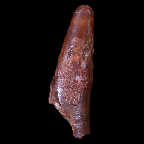 1" Pterosaur Coloborhynchus Fossil Tooth Upper Cretaceous Morocco COA & Display - Fossil Age Minerals
