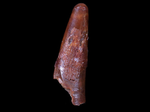 1" Pterosaur Coloborhynchus Fossil Tooth Upper Cretaceous Morocco COA & Display - Fossil Age Minerals