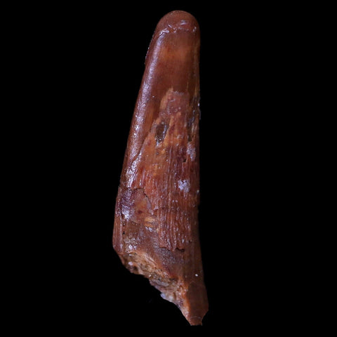1" Pterosaur Coloborhynchus Fossil Tooth Upper Cretaceous Morocco COA & Display - Fossil Age Minerals