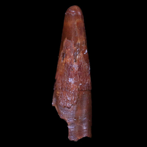 1" Pterosaur Coloborhynchus Fossil Tooth Upper Cretaceous Morocco COA & Display - Fossil Age Minerals