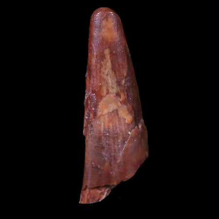 1" Pterosaur Coloborhynchus Fossil Tooth Upper Cretaceous Morocco COA & Display