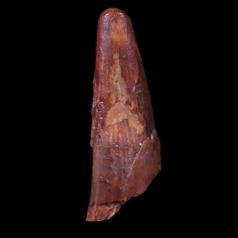 1" Pterosaur Coloborhynchus Fossil Tooth Upper Cretaceous Morocco COA & Display - Fossil Age Minerals