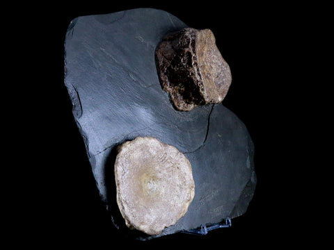 10.1" Ichthyosaurus Fossil Bone Vertebrae Slab Dorset England Jurassic Age COA Stand - Fossil Age Minerals