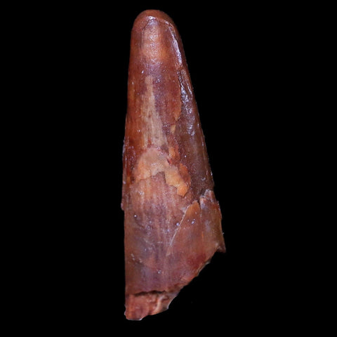 1" Pterosaur Coloborhynchus Fossil Tooth Upper Cretaceous Morocco COA & Display - Fossil Age Minerals