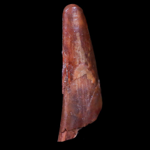 1" Pterosaur Coloborhynchus Fossil Tooth Upper Cretaceous Morocco COA & Display - Fossil Age Minerals