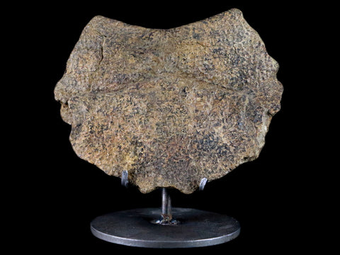 5.4" Fossil Turtle Shell Section Lance Creek FM Wyoming Cretaceous Age Metal Stand - Fossil Age Minerals