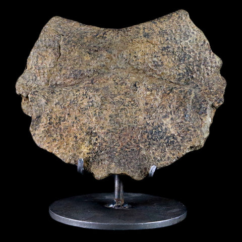 5.4" Fossil Turtle Shell Section Lance Creek FM Wyoming Cretaceous Age Metal Stand - Fossil Age Minerals