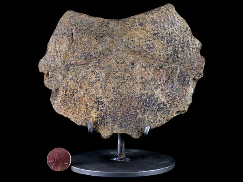 5.4" Fossil Turtle Shell Section Lance Creek FM Wyoming Cretaceous Age Metal Stand - Fossil Age Minerals
