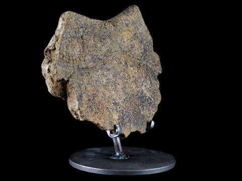 5.4" Fossil Turtle Shell Section Lance Creek FM Wyoming Cretaceous Age Metal Stand - Fossil Age Minerals