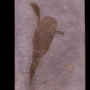 3.6" Eurypterus Sea Scorpion Fossil Upper Silurian 420 Mil Yrs Old New York Stand