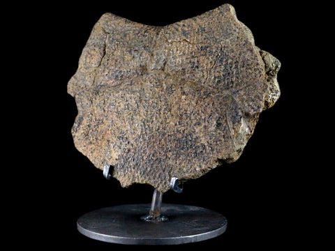 5.4" Fossil Turtle Shell Section Lance Creek FM Wyoming Cretaceous Age Metal Stand - Fossil Age Minerals