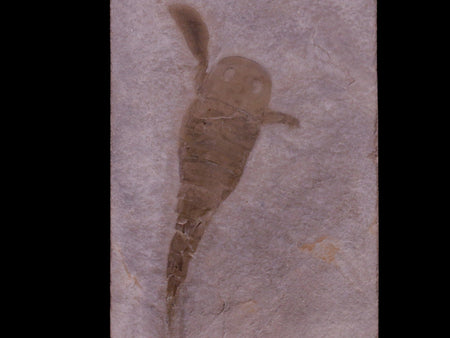 3.6" Eurypterus Sea Scorpion Fossil Upper Silurian 420 Mil Yrs Old New York Stand