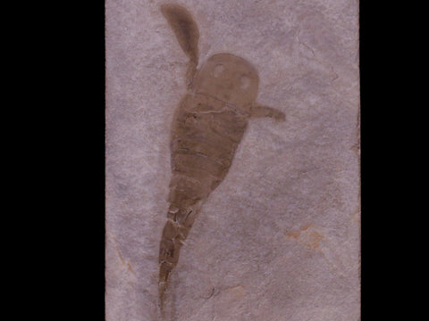 3.6" Eurypterus Sea Scorpion Fossil Upper Silurian 420 Mil Yrs Old New York Stand - Fossil Age Minerals